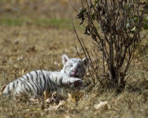 Preview wallpaper tiger, grass, lie, playful