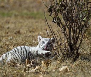 Preview wallpaper tiger, grass, lie, playful