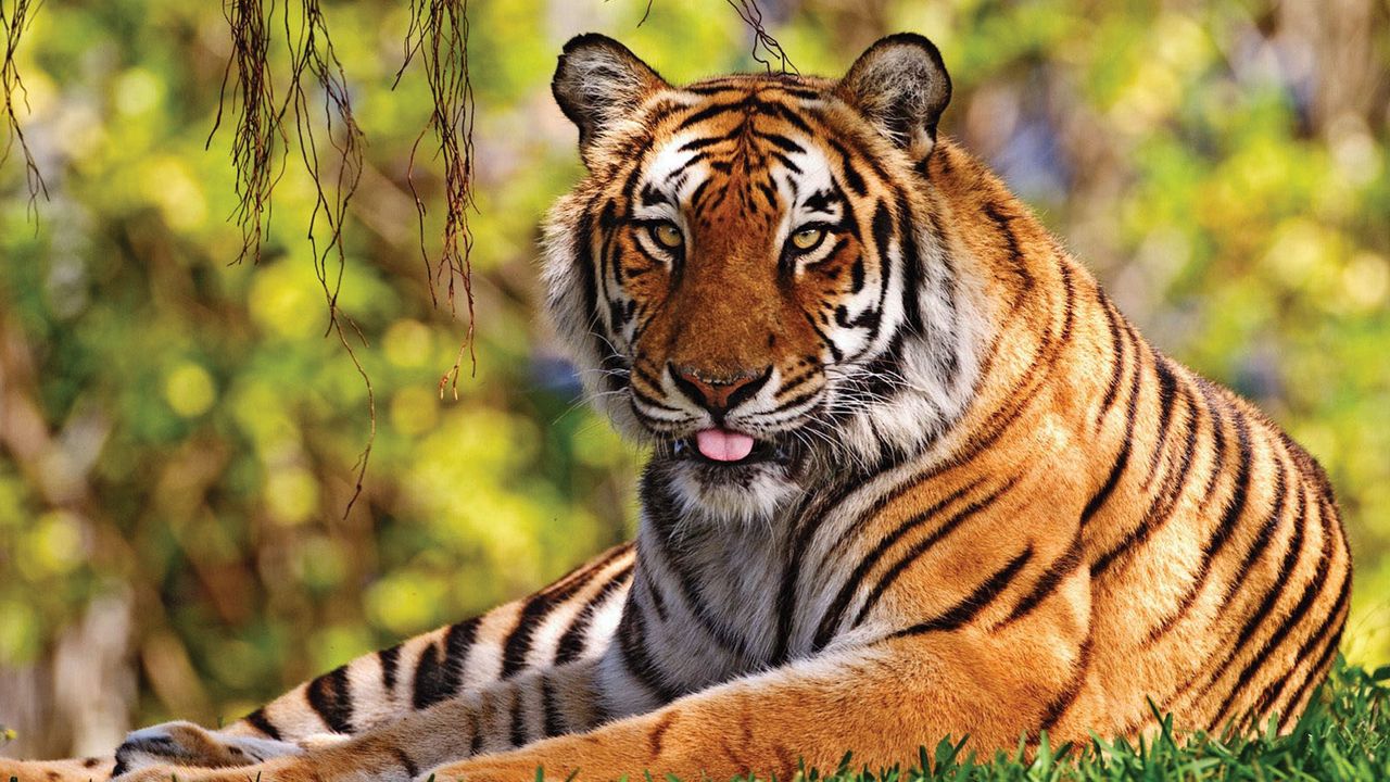 Wallpaper tiger, grass, lie, tongue, predator, big cat