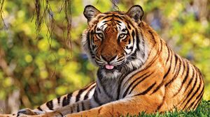 Preview wallpaper tiger, grass, lie, tongue, predator, big cat
