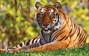 Preview wallpaper tiger, grass, lie, tongue, predator, big cat