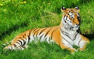 Preview wallpaper tiger, grass, lie, predator, watch