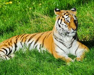 Preview wallpaper tiger, grass, lie, predator, watch