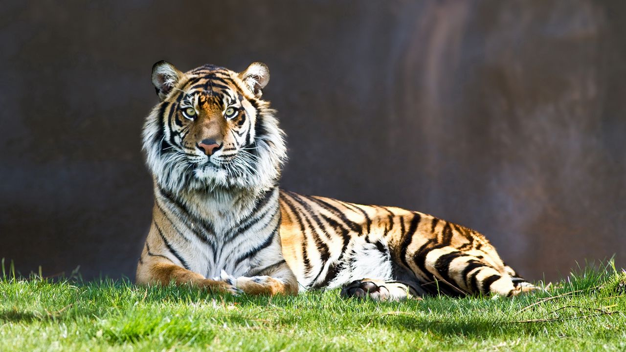 Wallpaper tiger, grass, lie, predator