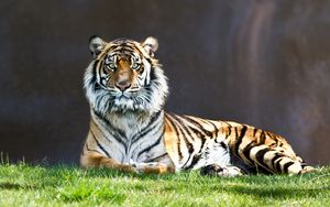Preview wallpaper tiger, grass, lie, predator