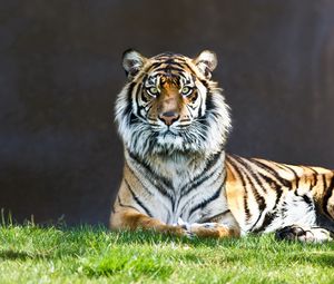Preview wallpaper tiger, grass, lie, predator