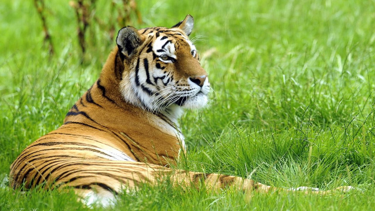 Wallpaper tiger, grass, lie down, rest, big cat