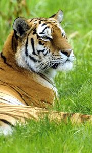 Preview wallpaper tiger, grass, lie down, rest, big cat