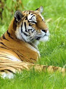 Preview wallpaper tiger, grass, lie down, rest, big cat