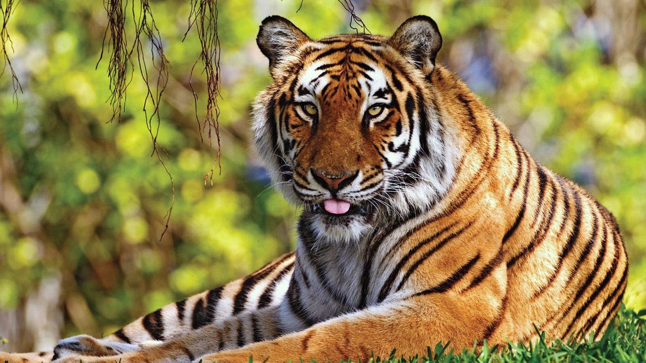 Wallpaper tiger, grass, lie down, rest, predator