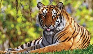 Preview wallpaper tiger, grass, lie down, rest, predator