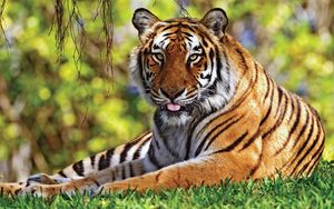 Preview wallpaper tiger, grass, lie down, rest, predator