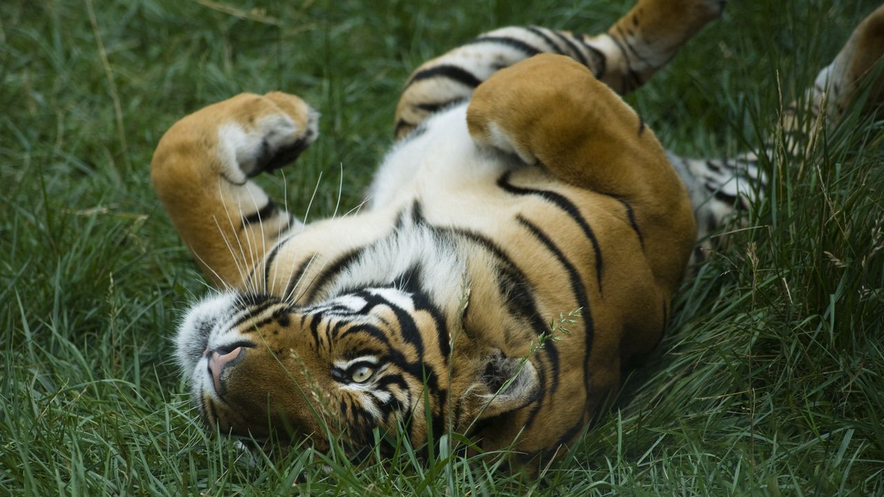 Wallpaper tiger, grass, lying, big cat, predator, playful