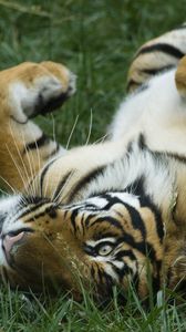 Preview wallpaper tiger, grass, lying, big cat, predator, playful