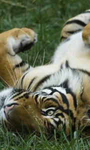 Preview wallpaper tiger, grass, lying, big cat, predator, playful