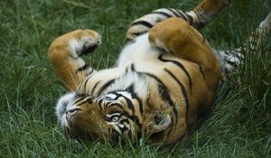 Preview wallpaper tiger, grass, lying, big cat, predator, playful