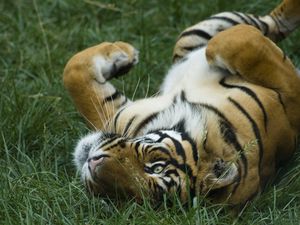 Preview wallpaper tiger, grass, lying, big cat, predator, playful