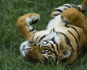 Preview wallpaper tiger, grass, lying, big cat, predator, playful