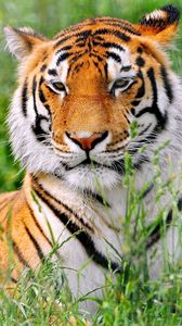 Preview wallpaper tiger, grass, predator, lying