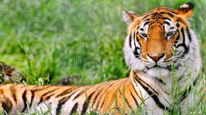 Preview wallpaper tiger, grass, predator, lying