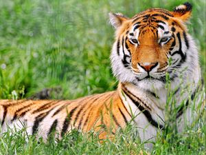 Preview wallpaper tiger, grass, predator, lying