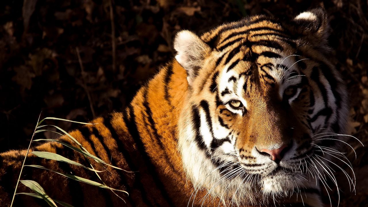 Wallpaper tiger, grass, predator, down, big cat