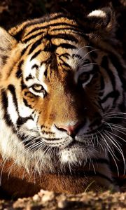 Preview wallpaper tiger, grass, predator, down, big cat