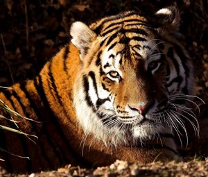 Preview wallpaper tiger, grass, predator, down, big cat