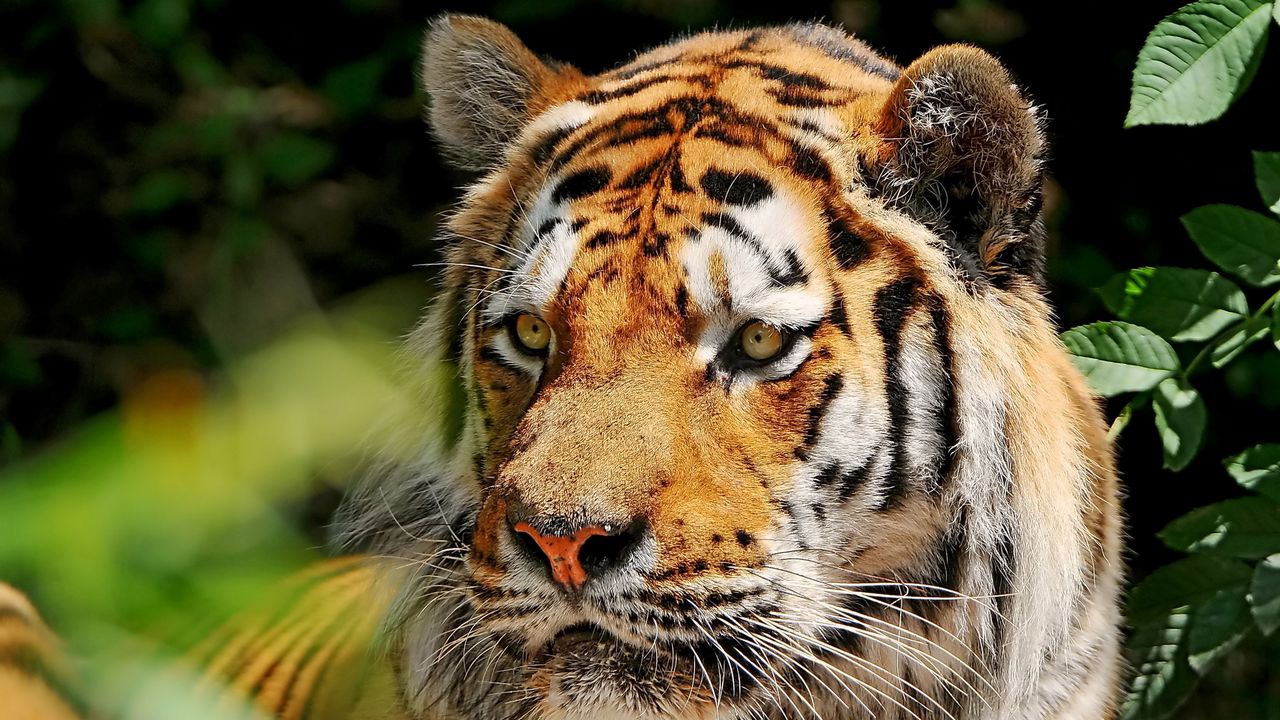 Wallpaper tiger, grass, predator, blurring