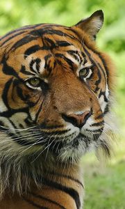 Preview wallpaper tiger, grass, predator, face