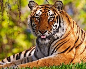 Preview wallpaper tiger, grass, sitting, ongue, big cat