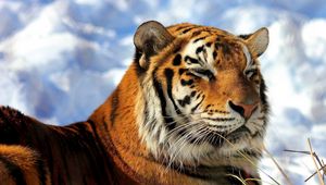 Preview wallpaper tiger, grass, sky, clouds, down, predators, big cat