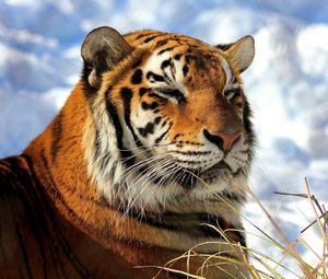 Preview wallpaper tiger, grass, sky, clouds, down, predators, big cat