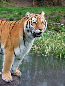 Preview wallpaper tiger, grass, walk, predator