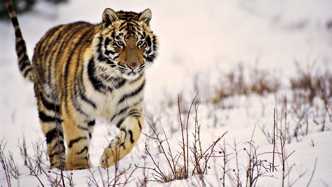 Wallpaper tiger, grass, walk, predator