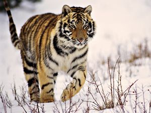 Preview wallpaper tiger, grass, walk, predator