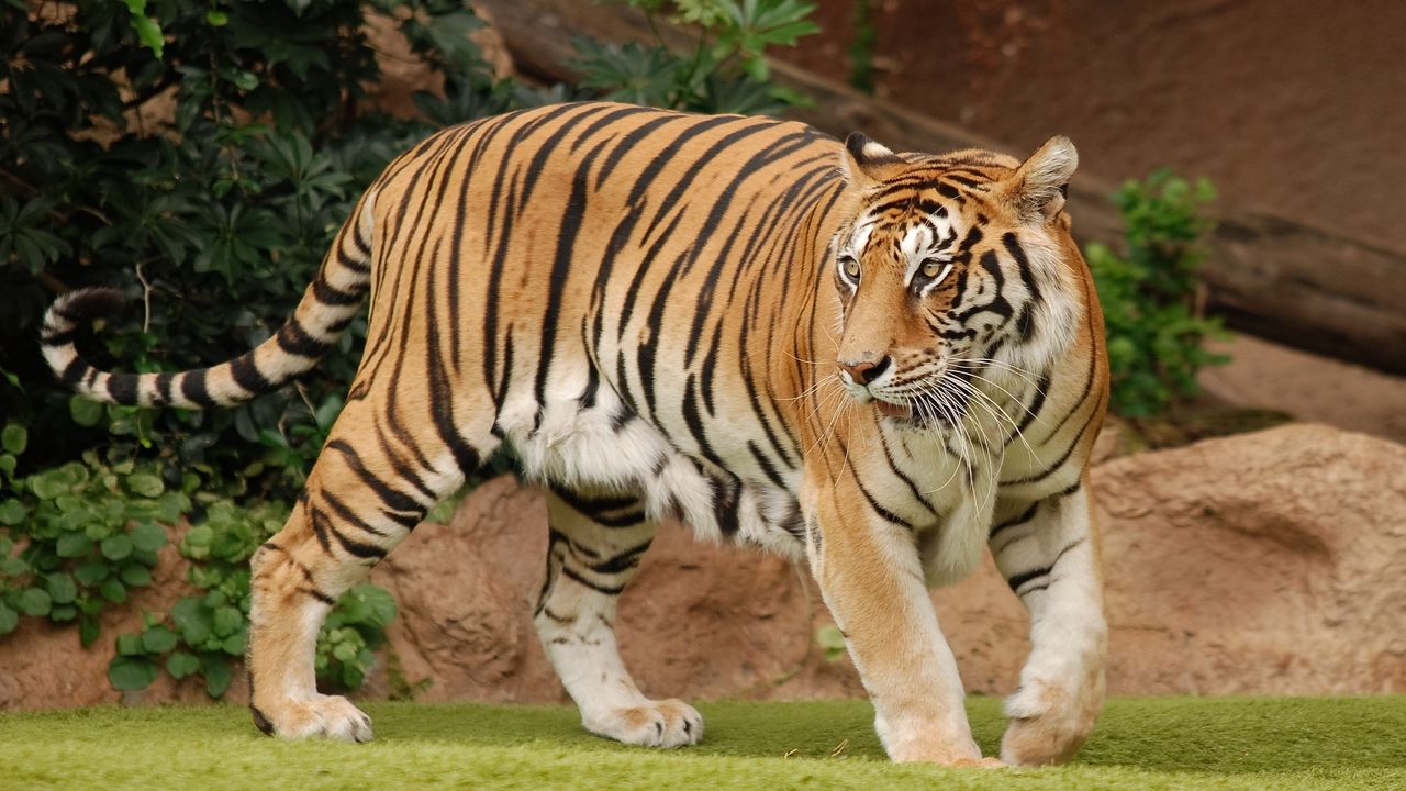 Wallpaper tiger, grass, walk, predator, eyes