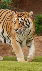 Preview wallpaper tiger, grass, walk, predator, eyes
