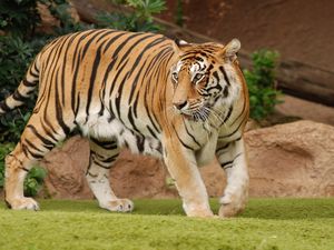Preview wallpaper tiger, grass, walk, predator, eyes