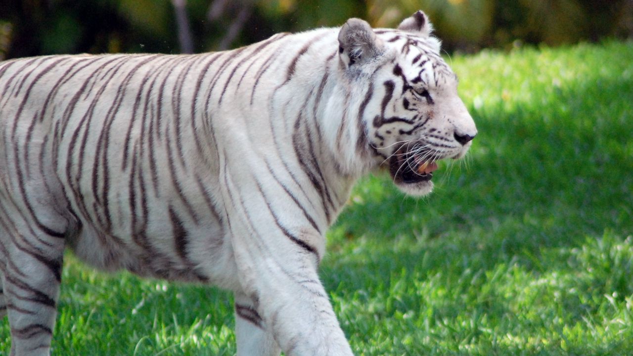 Wallpaper tiger, grass, walk, predator, big cat