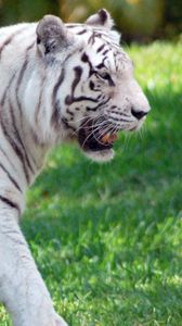 Preview wallpaper tiger, grass, walk, predator, big cat