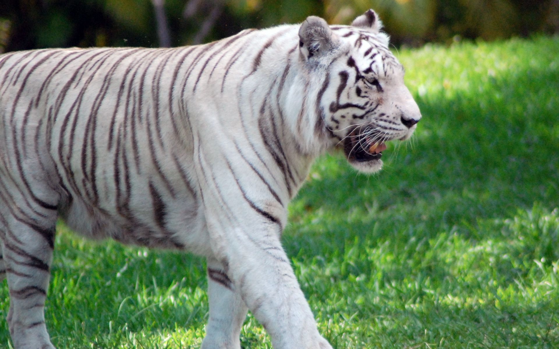 Download wallpaper 1920x1200 tiger, grass, walk, predator, big cat ...