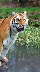 Preview wallpaper tiger, grass, water, river, stone, wood, predator