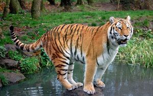 Preview wallpaper tiger, grass, water, river, stone, wood, predator