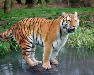 Preview wallpaper tiger, grass, water, river, stone, wood, predator