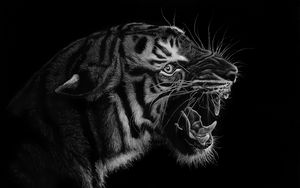 Preview wallpaper tiger, grin, art, bw, predator