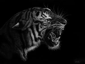 Preview wallpaper tiger, grin, art, bw, predator