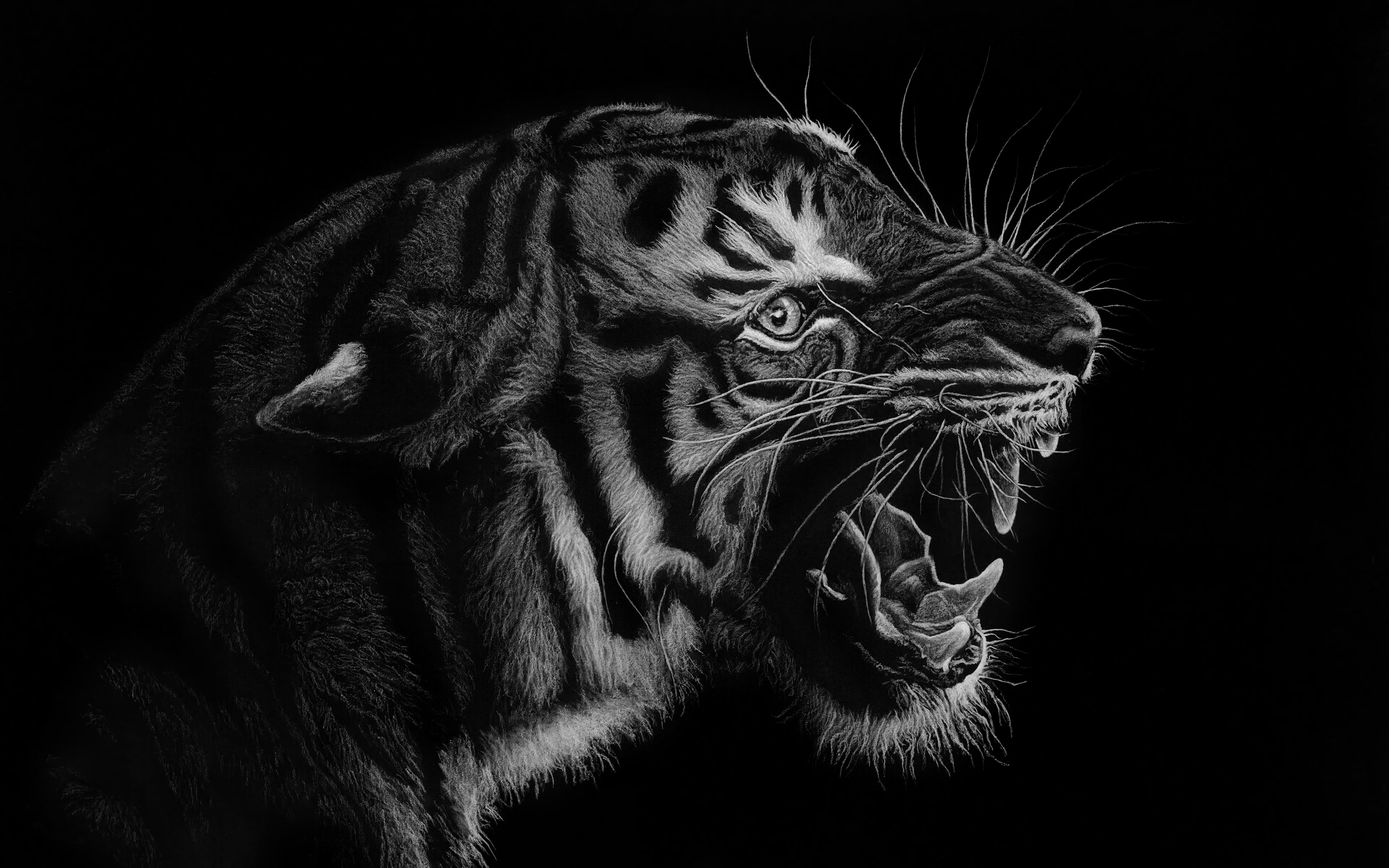 Download wallpaper 3840x2400 tiger, grin, art, bw, predator 4k ultra hd  16:10 hd background