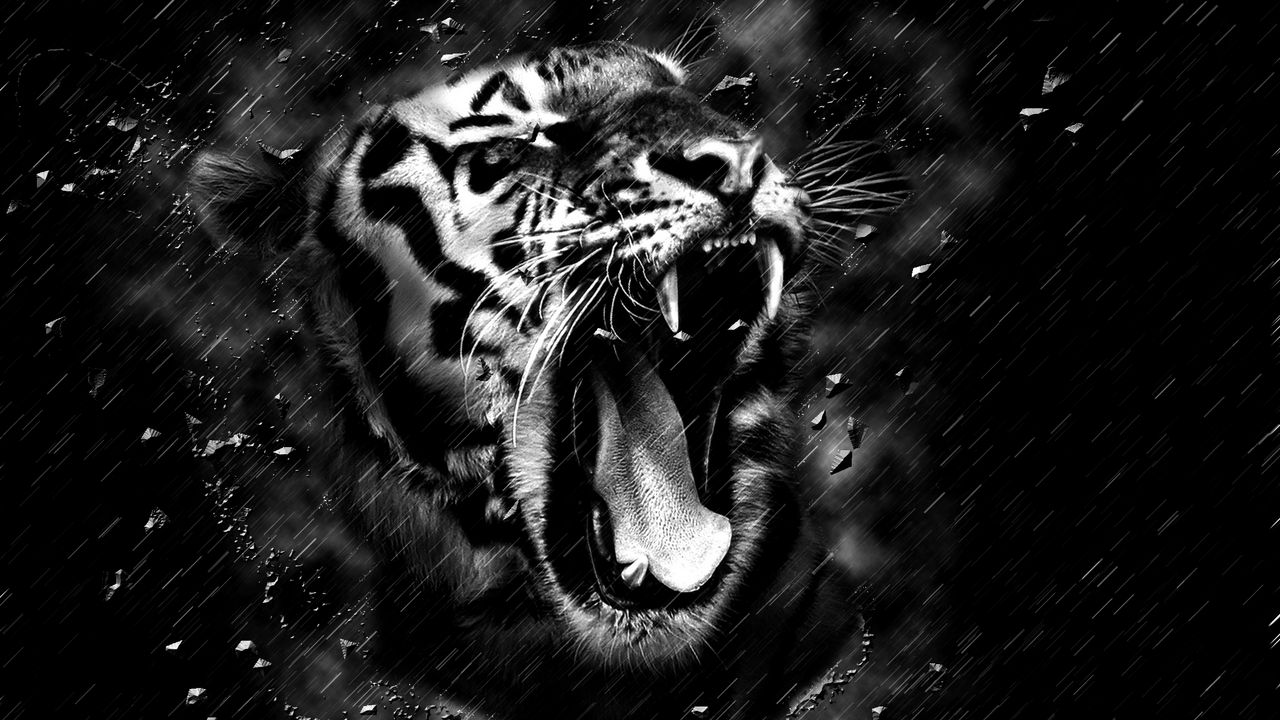 Wallpaper tiger, grin, bw, predator, fangs