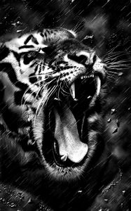 Preview wallpaper tiger, grin, bw, predator, fangs